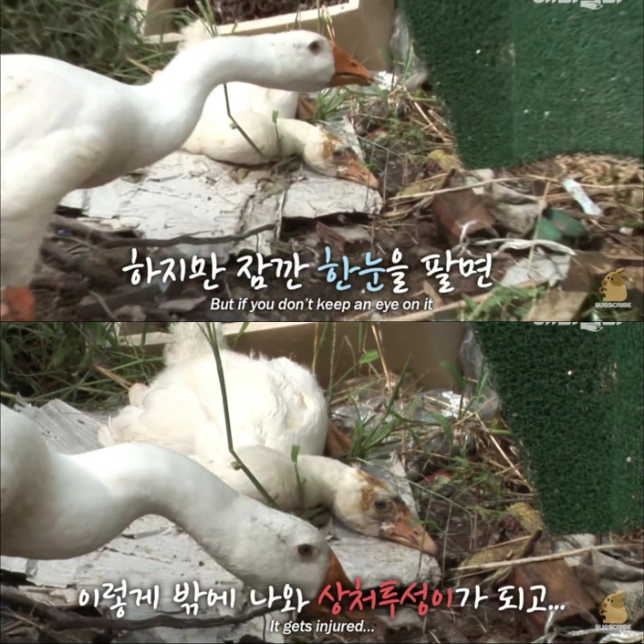 [TV동물농장] 목이 굽어버린 동생을 지키는 거위 | 인스티즈