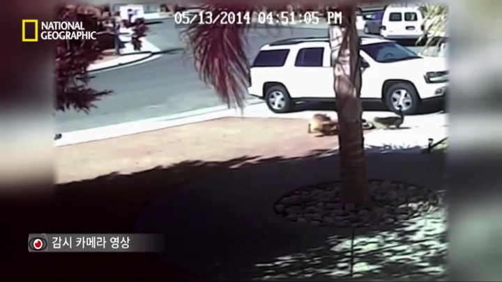 몸을 날려 아이를 구한 고양이 | 인스티즈