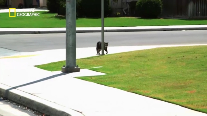 몸을 날려 아이를 구한 고양이 | 인스티즈