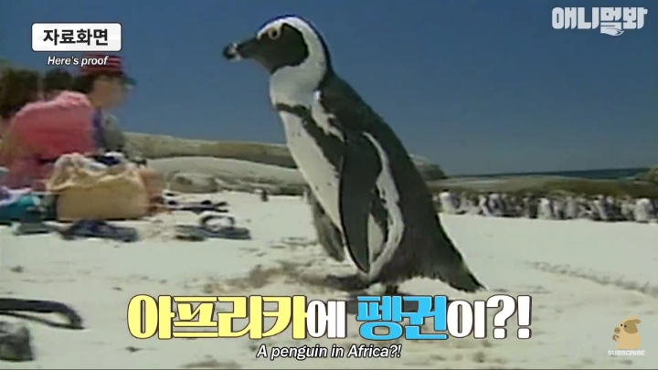 [TV동물농장] 난로 앞에 모인 아프리카 펭귄들 | 인스티즈