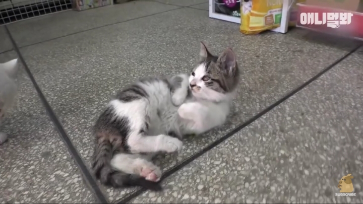 매일 회 받아가서 자식들 먹이는 엄마 고양이 | 인스티즈