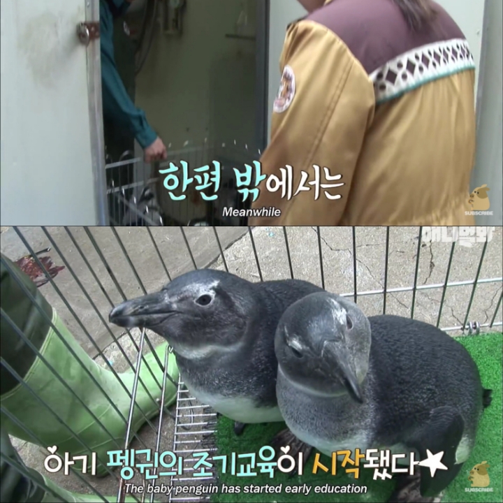 [TV동물농장] 난로 앞에 모인 아프리카 펭귄들 | 인스티즈
