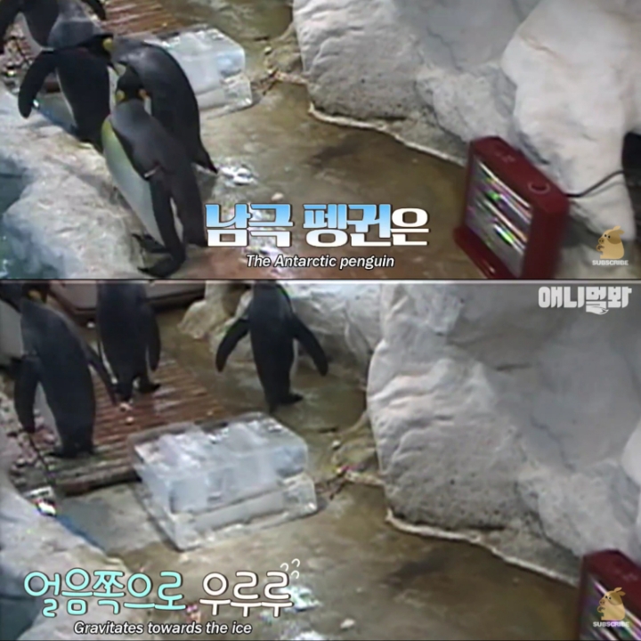 [TV동물농장] 난로 앞에 모인 아프리카 펭귄들 | 인스티즈