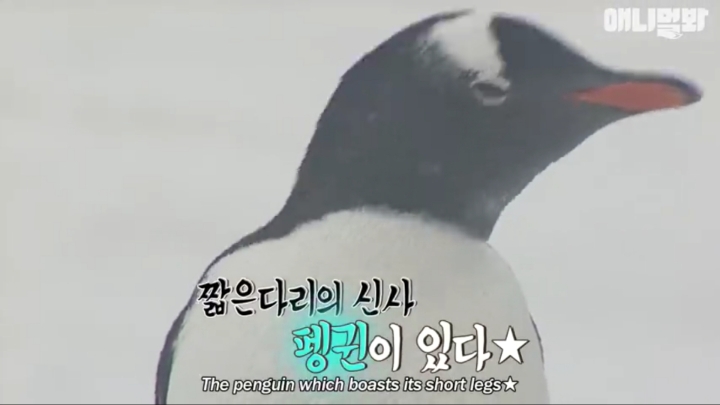 [TV동물농장] 난로 앞에 모인 아프리카 펭귄들 | 인스티즈