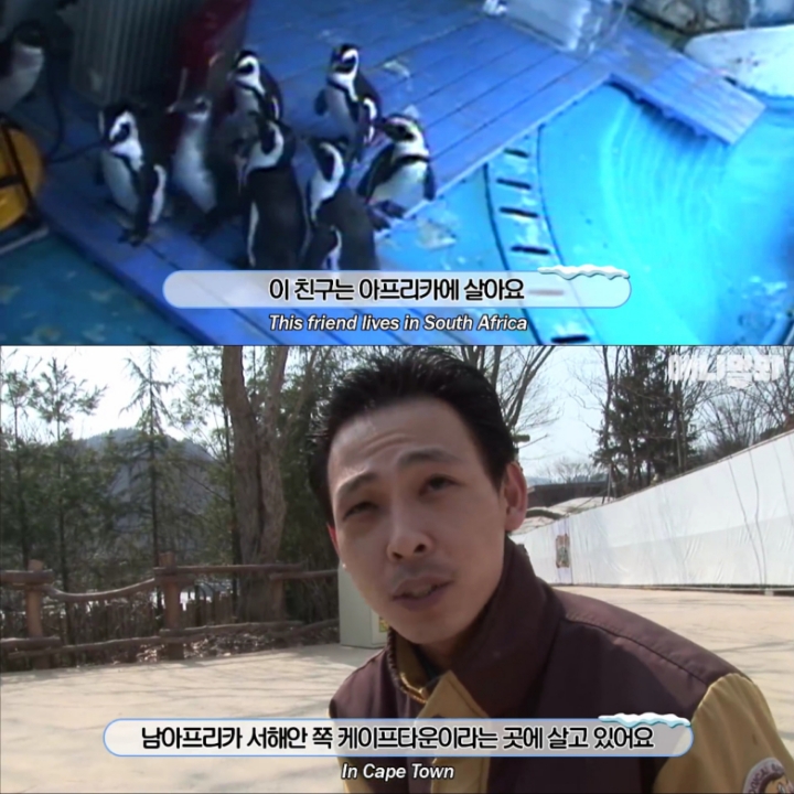 [TV동물농장] 난로 앞에 모인 아프리카 펭귄들 | 인스티즈