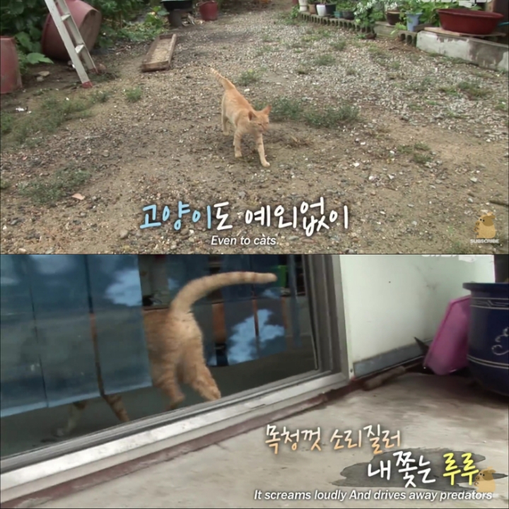 [TV동물농장] 목이 굽어버린 동생을 지키는 거위 | 인스티즈
