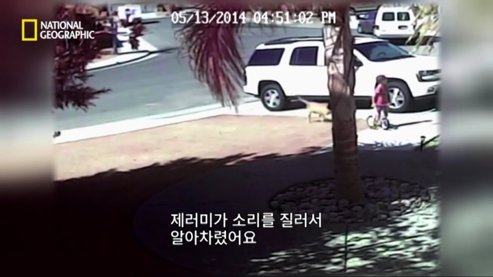 몸을 날려 아이를 구한 고양이 | 인스티즈