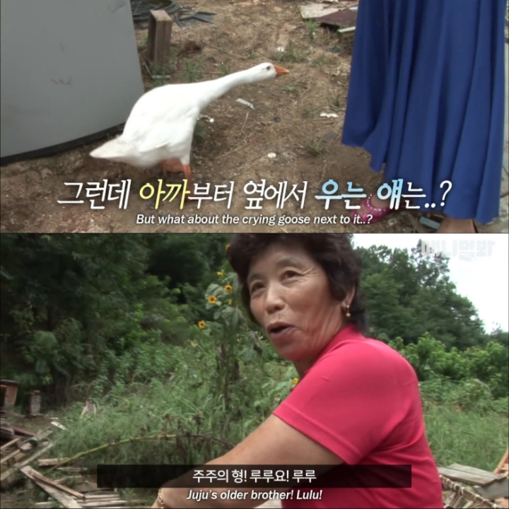 [TV동물농장] 목이 굽어버린 동생을 지키는 거위 | 인스티즈