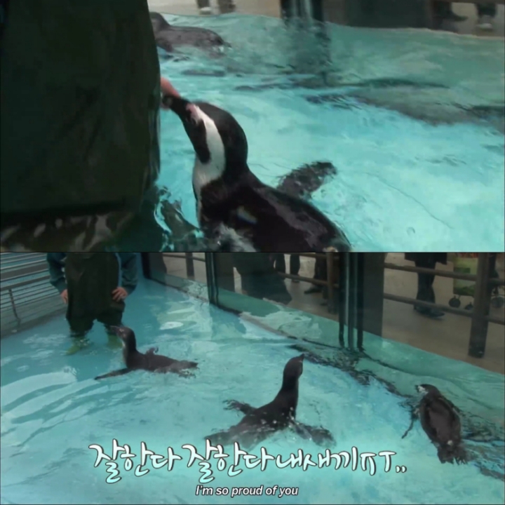 [TV동물농장] 난로 앞에 모인 아프리카 펭귄들 | 인스티즈