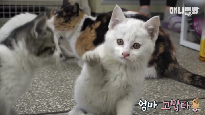 매일 회 받아가서 자식들 먹이는 엄마 고양이 | 인스티즈