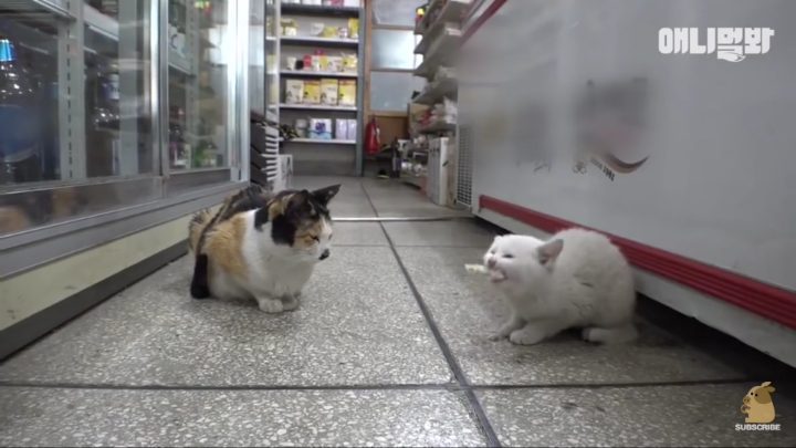 매일 회 받아가서 자식들 먹이는 엄마 고양이 | 인스티즈