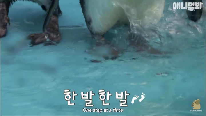 [TV동물농장] 난로 앞에 모인 아프리카 펭귄들 | 인스티즈