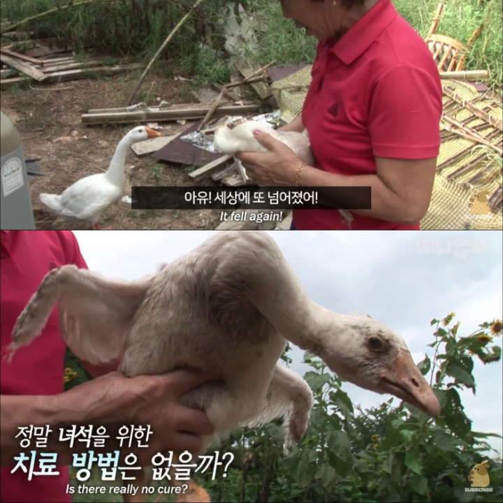 [TV동물농장] 목이 굽어버린 동생을 지키는 거위 | 인스티즈