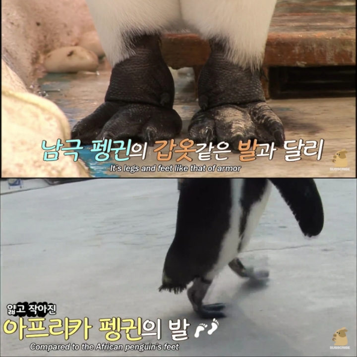 [TV동물농장] 난로 앞에 모인 아프리카 펭귄들 | 인스티즈