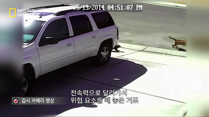 몸을 날려 아이를 구한 고양이 | 인스티즈