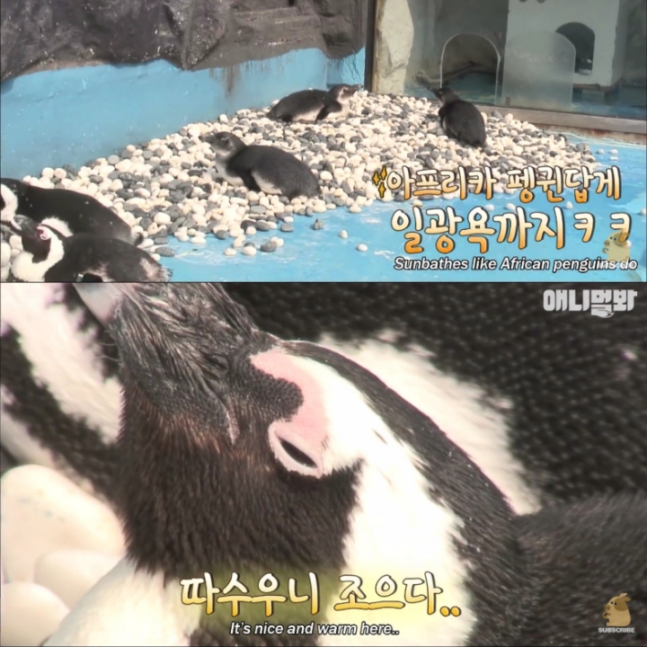 [TV동물농장] 난로 앞에 모인 아프리카 펭귄들 | 인스티즈