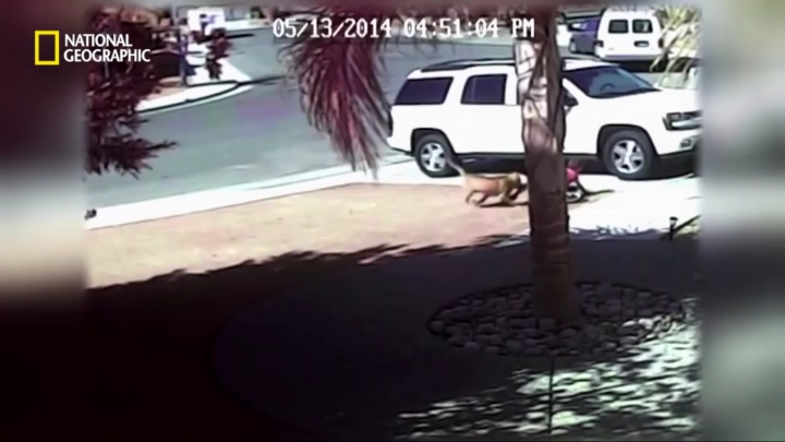 몸을 날려 아이를 구한 고양이 | 인스티즈