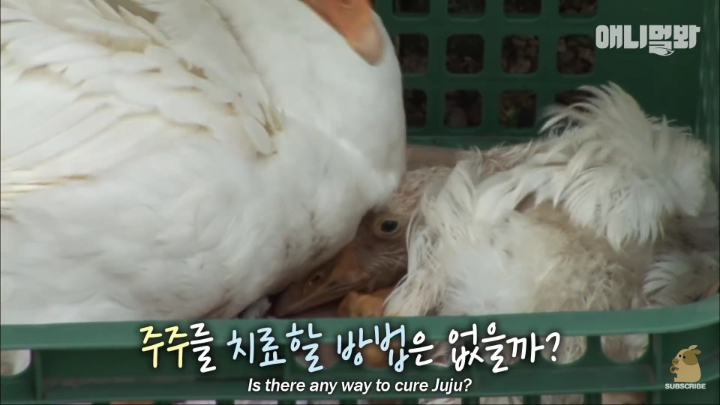 [TV동물농장] 목이 굽어버린 동생을 지키는 거위 | 인스티즈