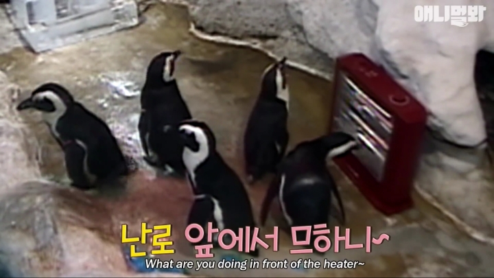 [TV동물농장] 난로 앞에 모인 아프리카 펭귄들 | 인스티즈