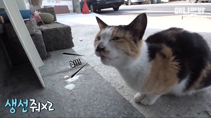 매일 회 받아가서 자식들 먹이는 엄마 고양이 | 인스티즈