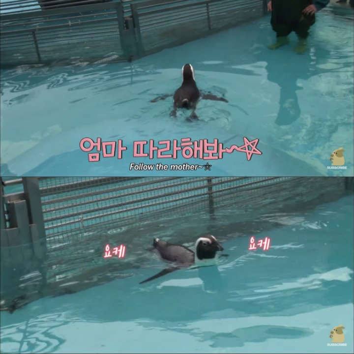 [TV동물농장] 난로 앞에 모인 아프리카 펭귄들 | 인스티즈