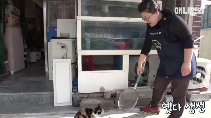 매일 회 받아가서 자식들 먹이는 엄마 고양이 | 인스티즈