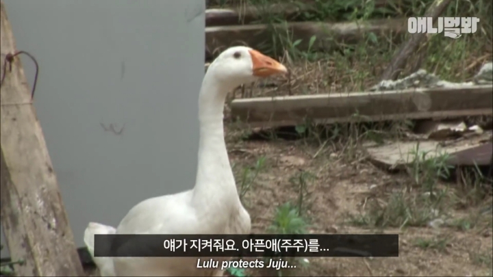 [TV동물농장] 목이 굽어버린 동생을 지키는 거위 | 인스티즈