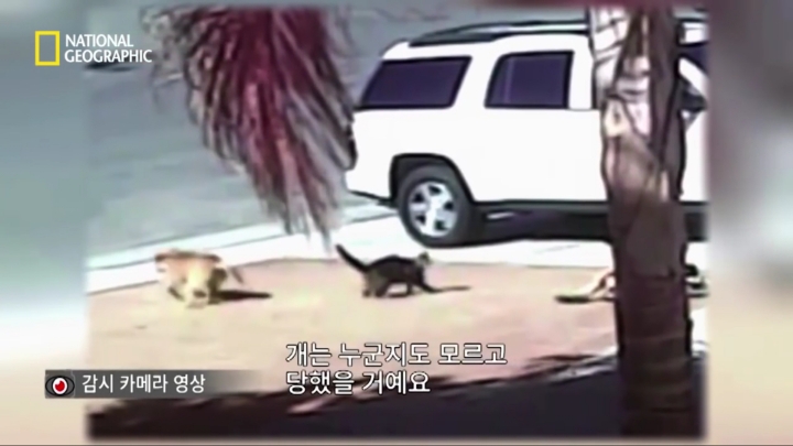 몸을 날려 아이를 구한 고양이 | 인스티즈