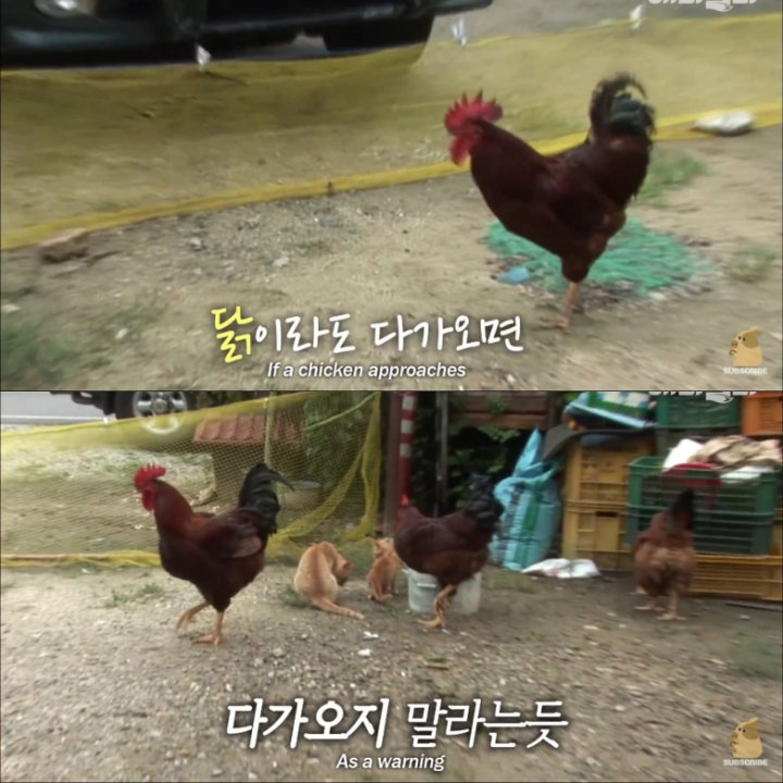 [TV동물농장] 목이 굽어버린 동생을 지키는 거위 | 인스티즈
