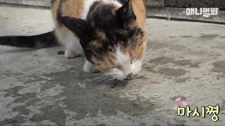 매일 회 받아가서 자식들 먹이는 엄마 고양이 | 인스티즈