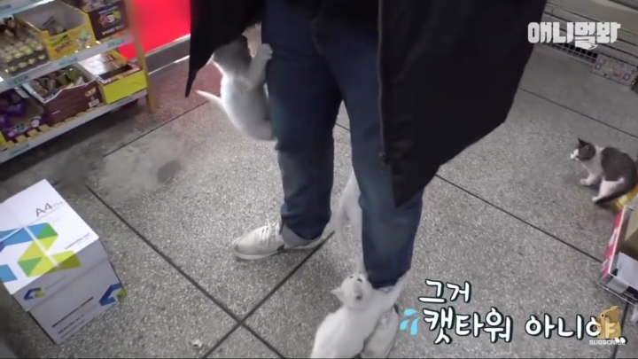 매일 회 받아가서 자식들 먹이는 엄마 고양이 | 인스티즈