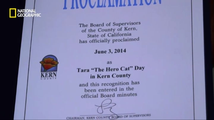 몸을 날려 아이를 구한 고양이 | 인스티즈