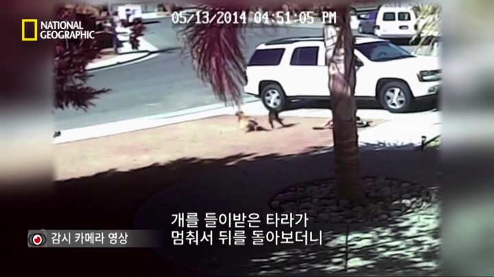 몸을 날려 아이를 구한 고양이 | 인스티즈