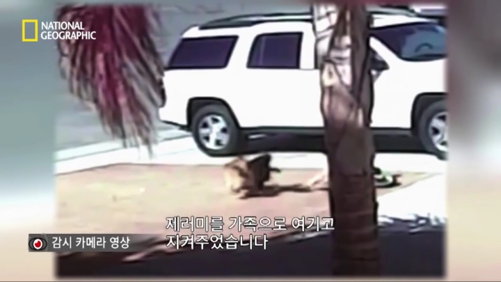 몸을 날려 아이를 구한 고양이 | 인스티즈