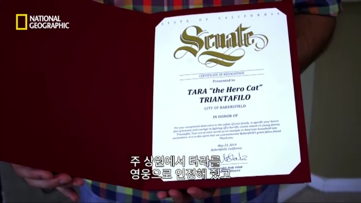 몸을 날려 아이를 구한 고양이 | 인스티즈