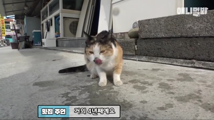 매일 회 받아가서 자식들 먹이는 엄마 고양이 | 인스티즈