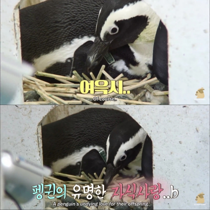 [TV동물농장] 난로 앞에 모인 아프리카 펭귄들 | 인스티즈