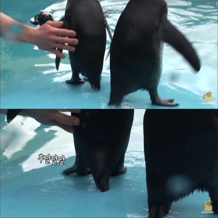 [TV동물농장] 난로 앞에 모인 아프리카 펭귄들 | 인스티즈