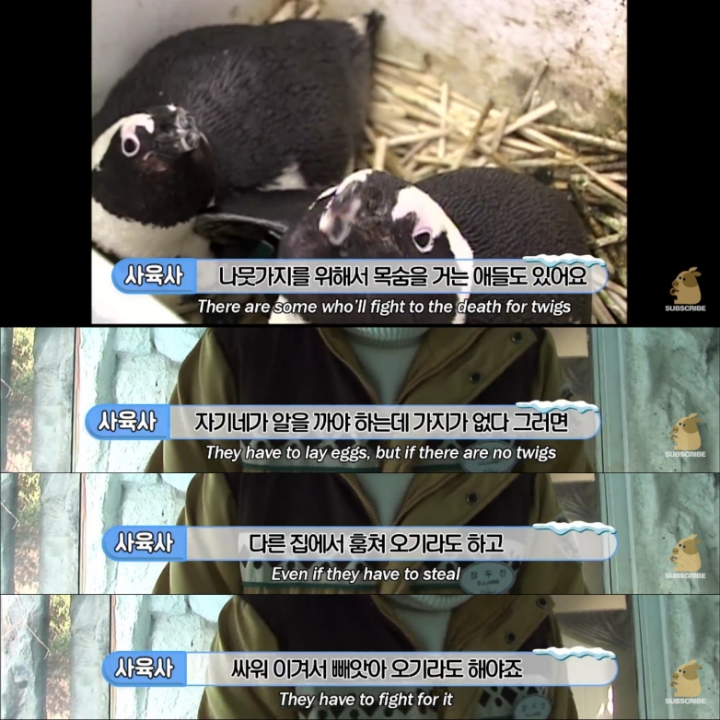 [TV동물농장] 난로 앞에 모인 아프리카 펭귄들 | 인스티즈