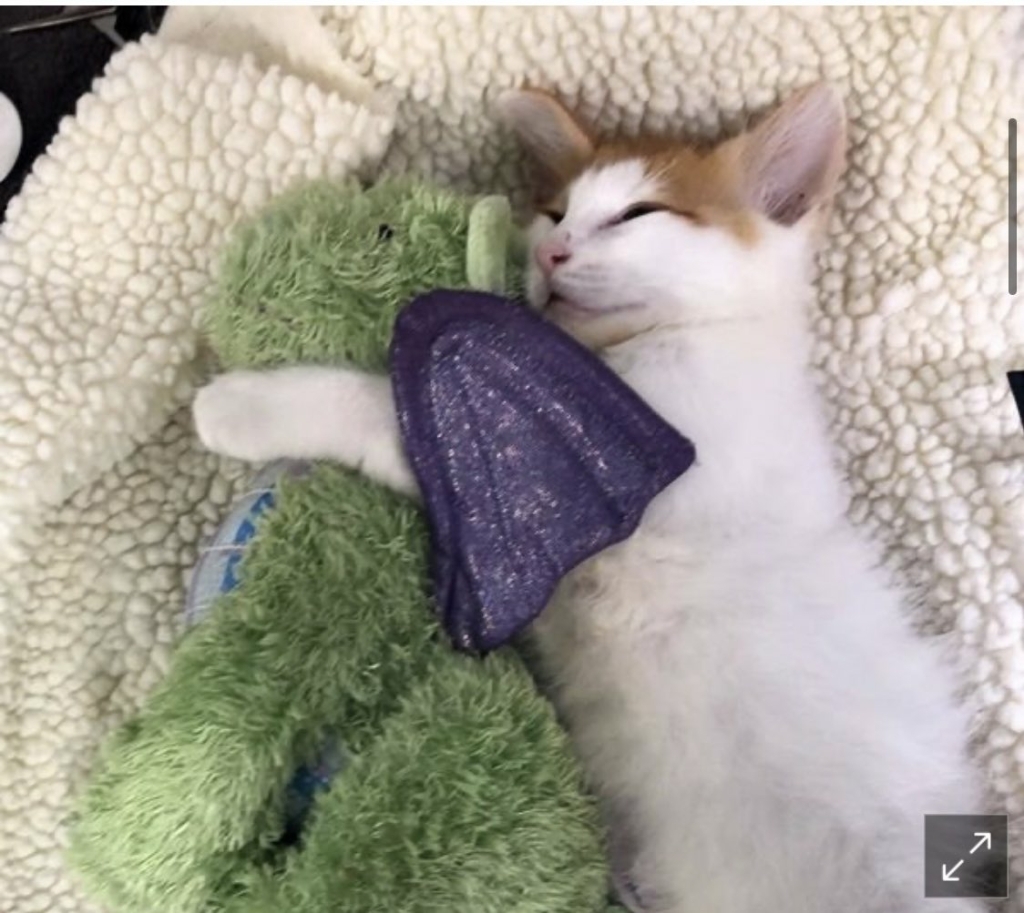 옆에 놓인 인형 친구 덕에 용기를 얻어 수술 받은 고양이 ㅜ.ㅠ | 인스티즈