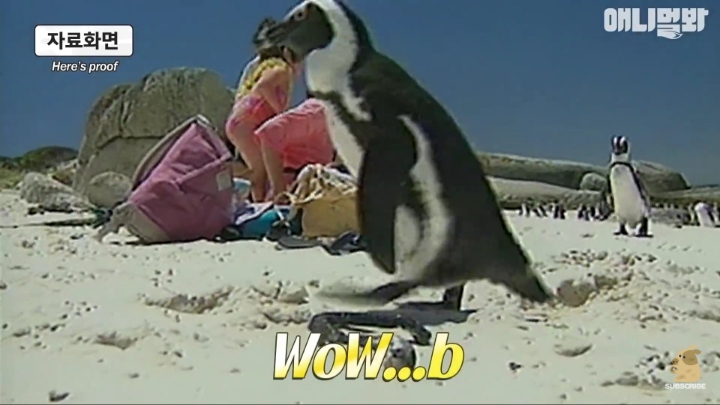 [TV동물농장] 난로 앞에 모인 아프리카 펭귄들 | 인스티즈