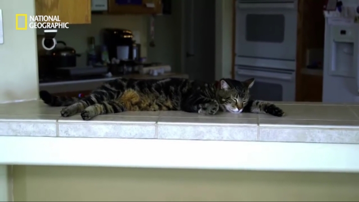 몸을 날려 아이를 구한 고양이 | 인스티즈