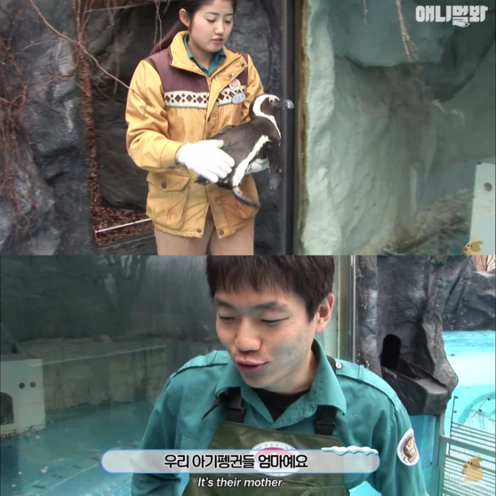 [TV동물농장] 난로 앞에 모인 아프리카 펭귄들 | 인스티즈