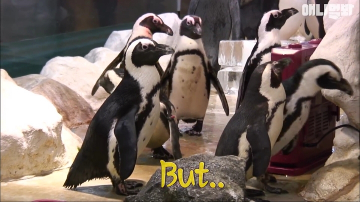 [TV동물농장] 난로 앞에 모인 아프리카 펭귄들 | 인스티즈
