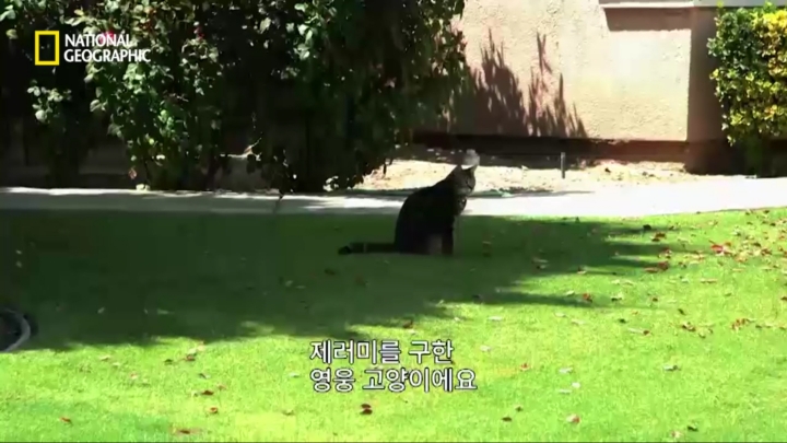 몸을 날려 아이를 구한 고양이 | 인스티즈