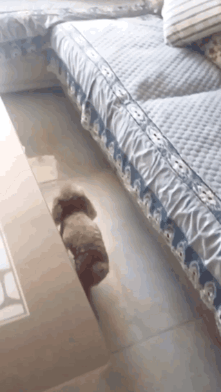 푸들이 소파 올라가는 방법 | 인스티즈