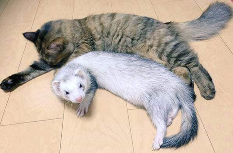 구조되어 페럿을 키우는 집으로 입양된 고양이 | 인스티즈