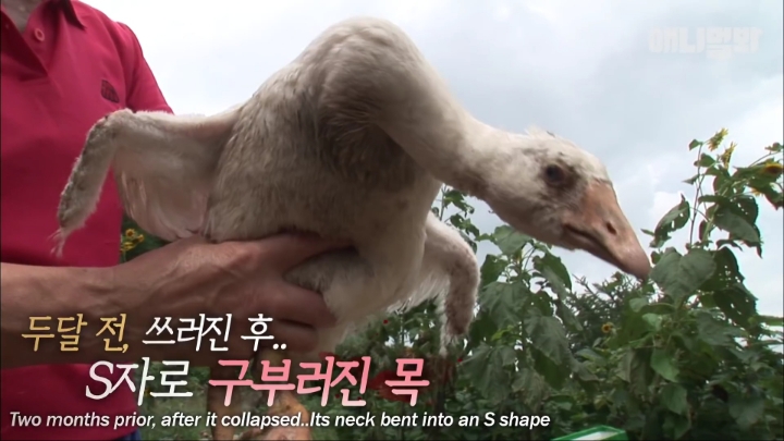 [TV동물농장] 목이 굽어버린 동생을 지키는 거위 | 인스티즈