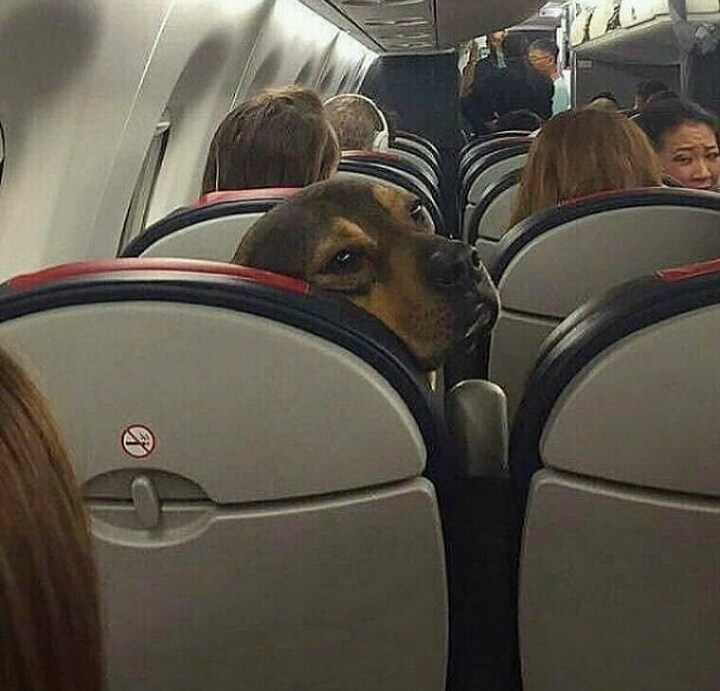 비행기를 탄 댕댕이들 | 인스티즈