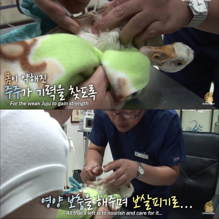 [TV동물농장] 목이 굽어버린 동생을 지키는 거위 | 인스티즈